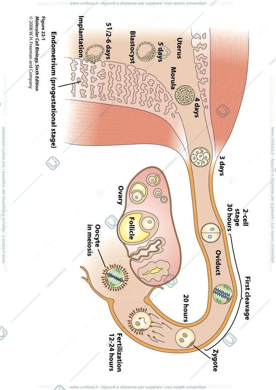 Anteprima pagina 1 — biologia