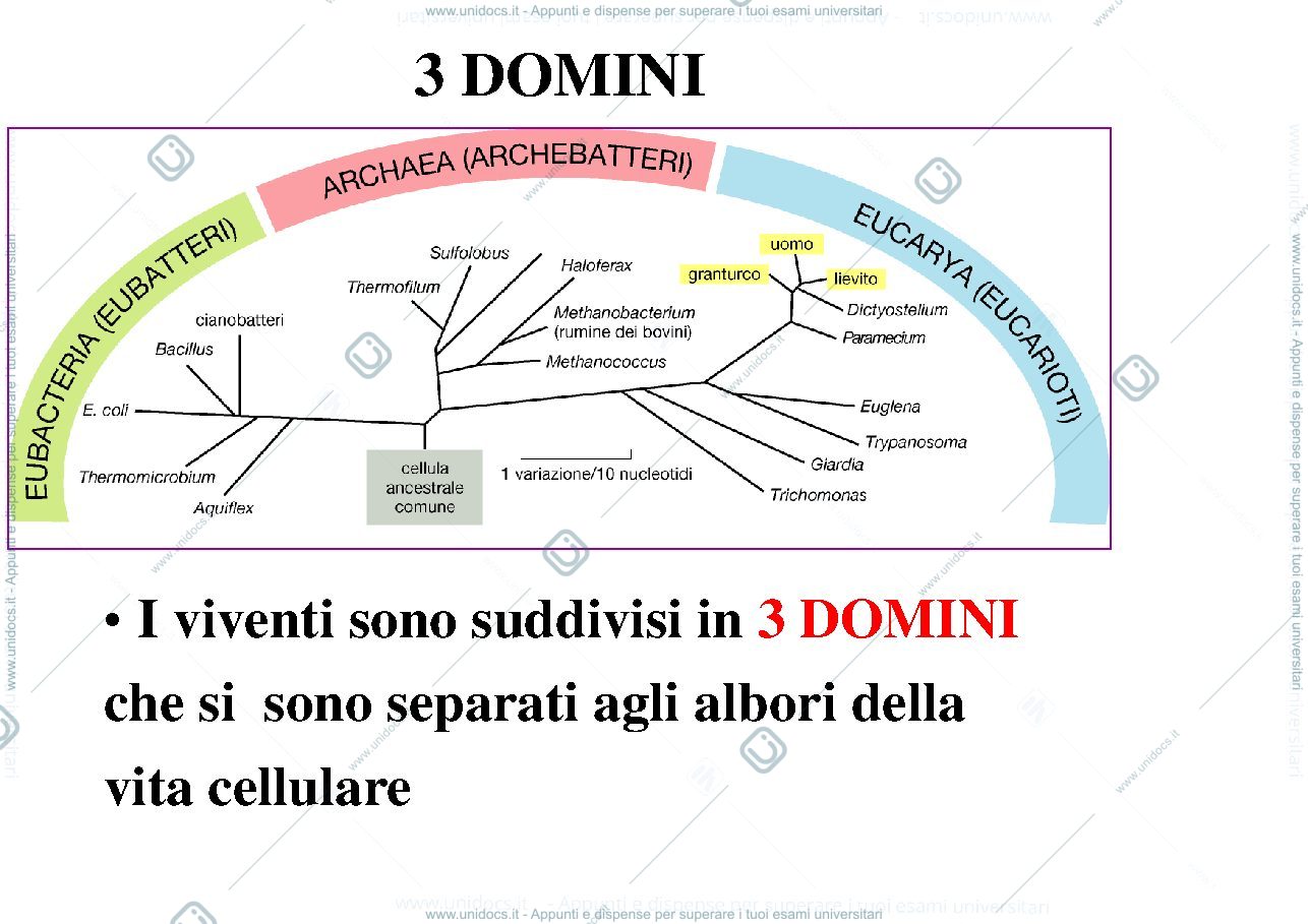Anteprima pagina 1 — biologia