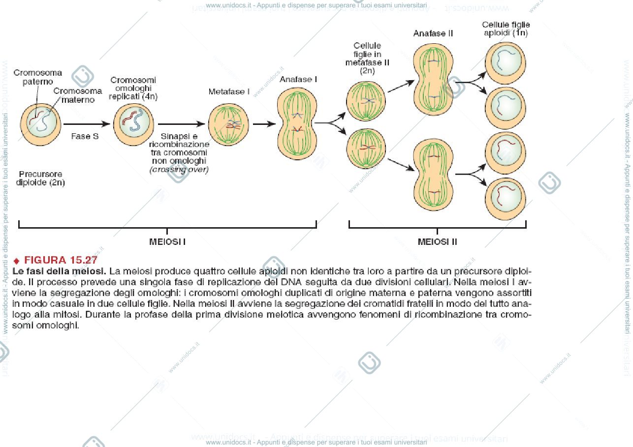 Anteprima pagina 2 — biologia