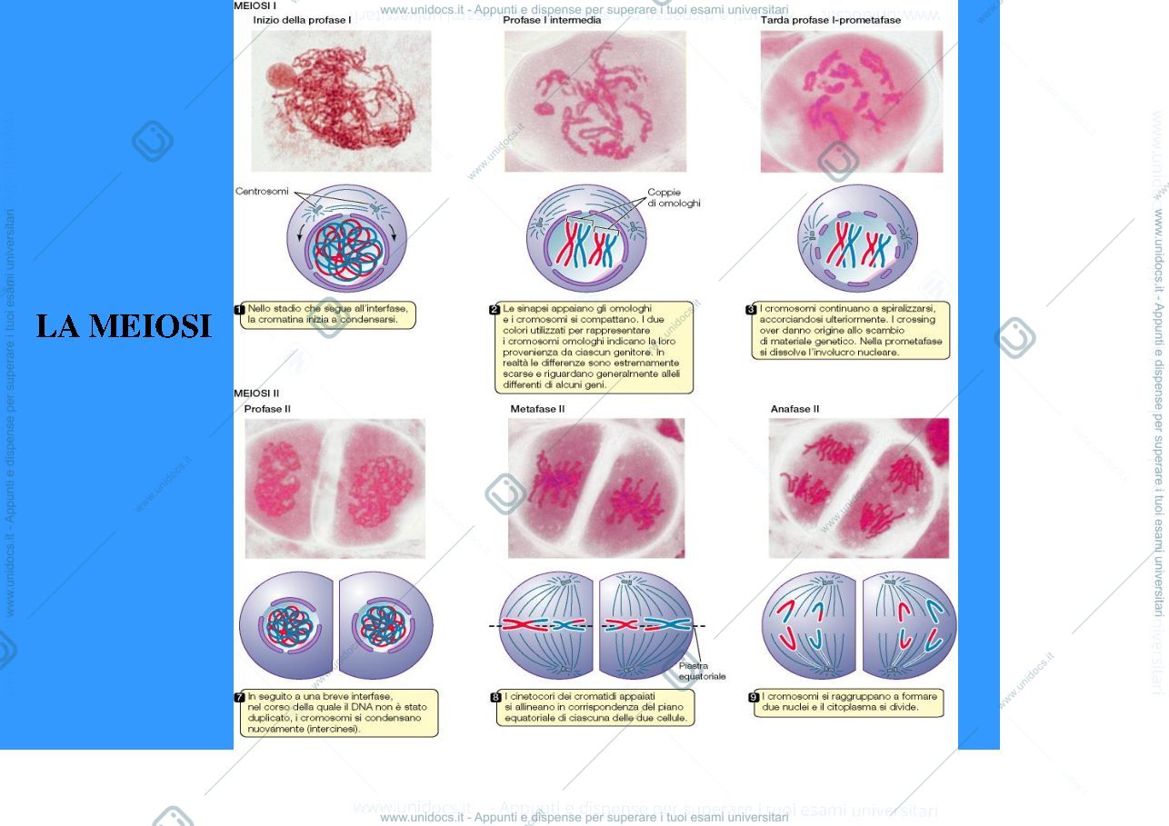 Anteprima pagina 3 — biologia