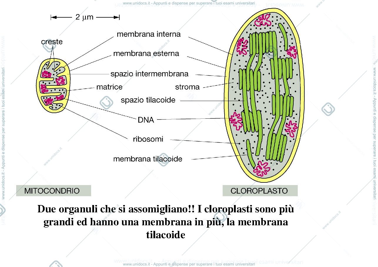 Anteprima pagina 1 — biologia 