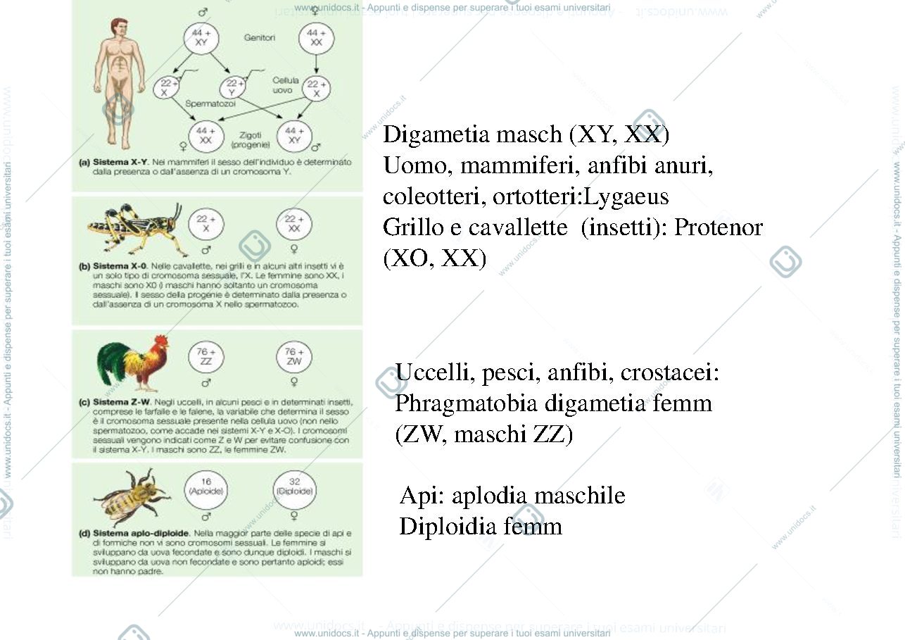 Anteprima pagina 2 — biologia