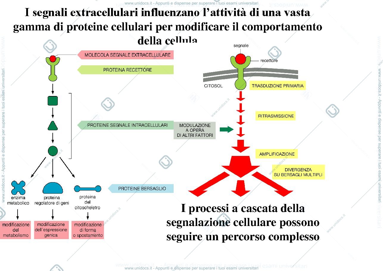 Anteprima pagina 1 — biologia 