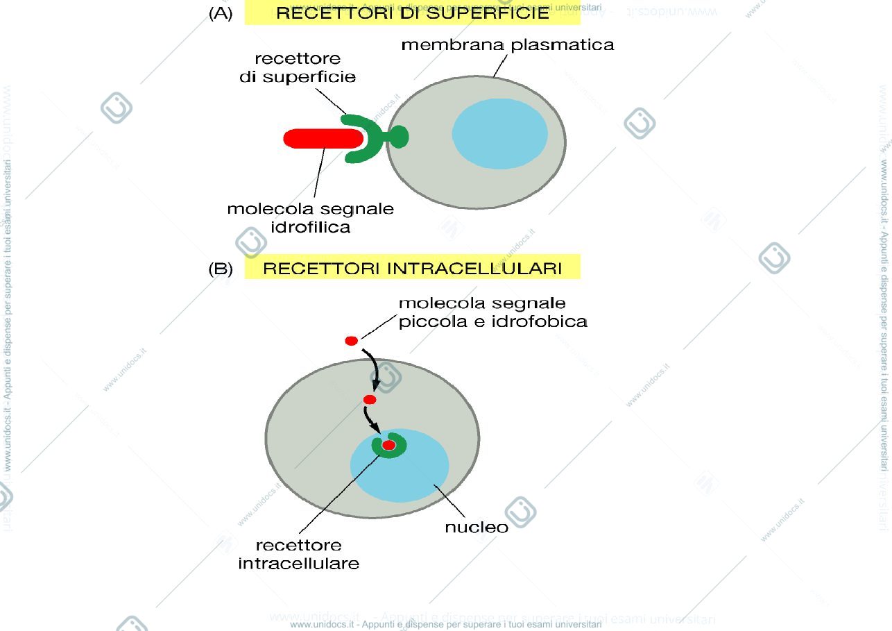 Anteprima pagina 3 — biologia 