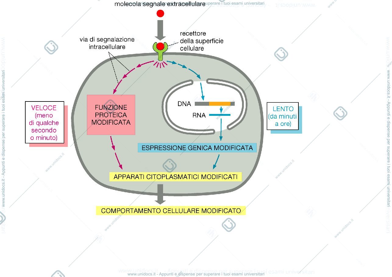 Anteprima pagina 4 — biologia 