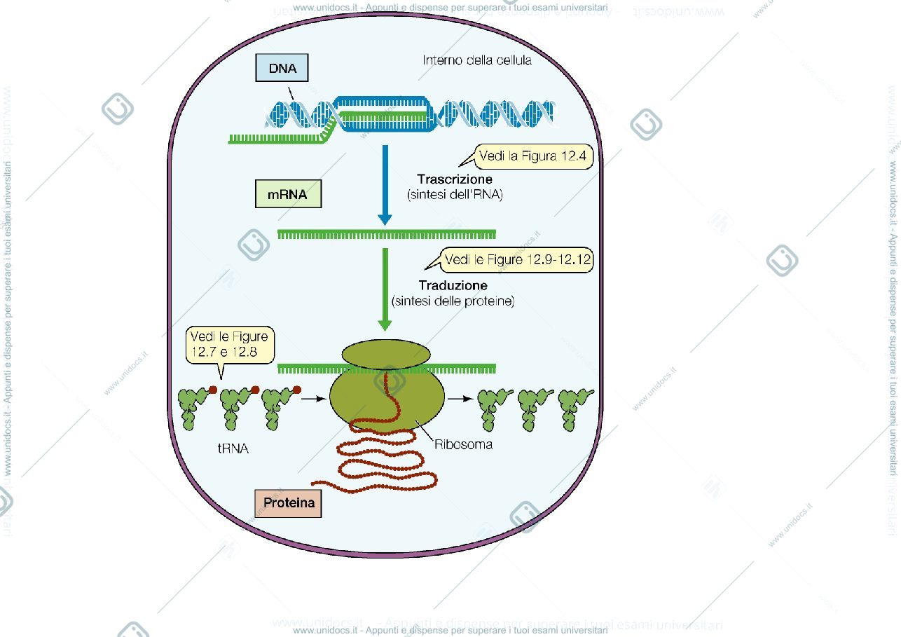 Anteprima pagina 2 — biologia 