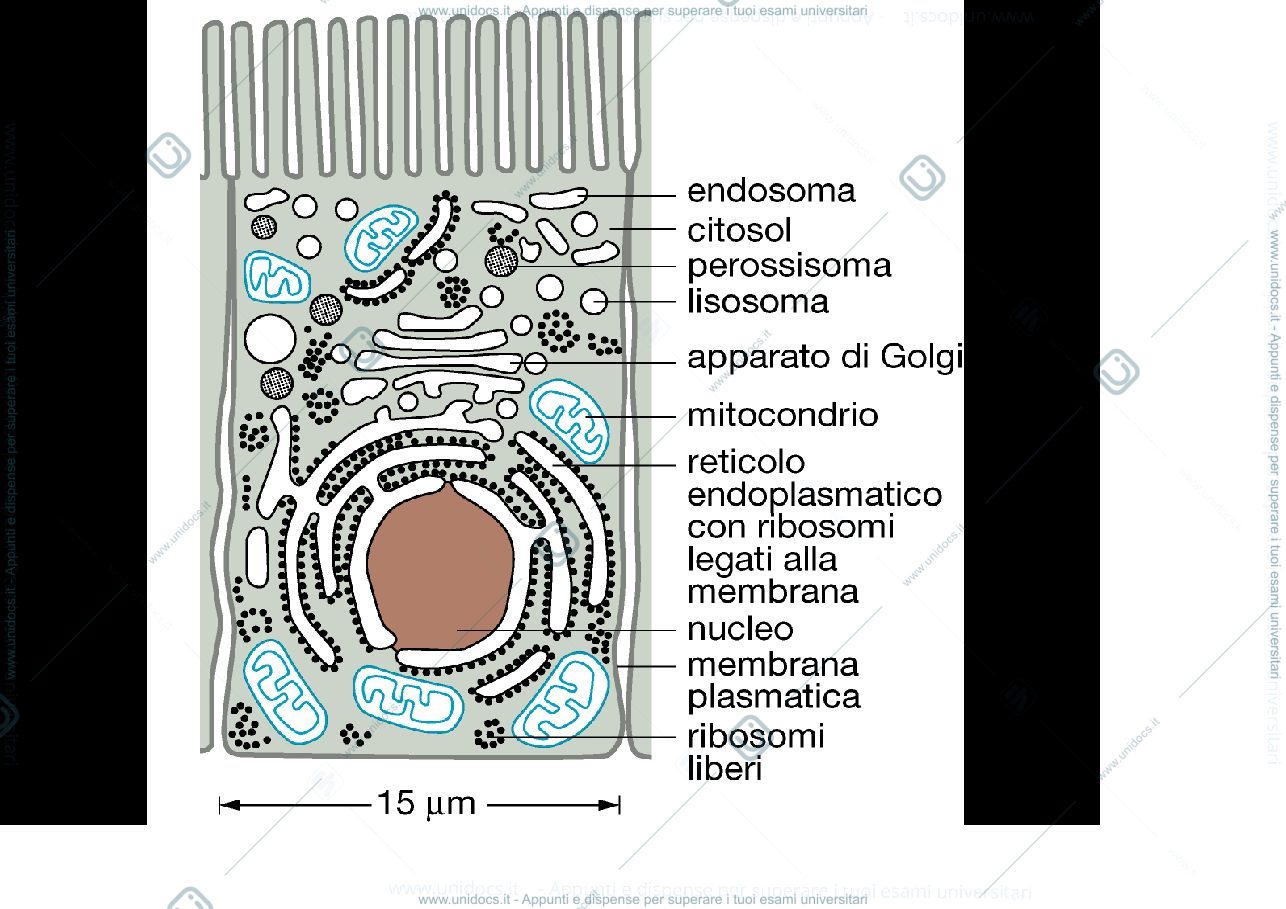 Anteprima pagina 1 — biologia 