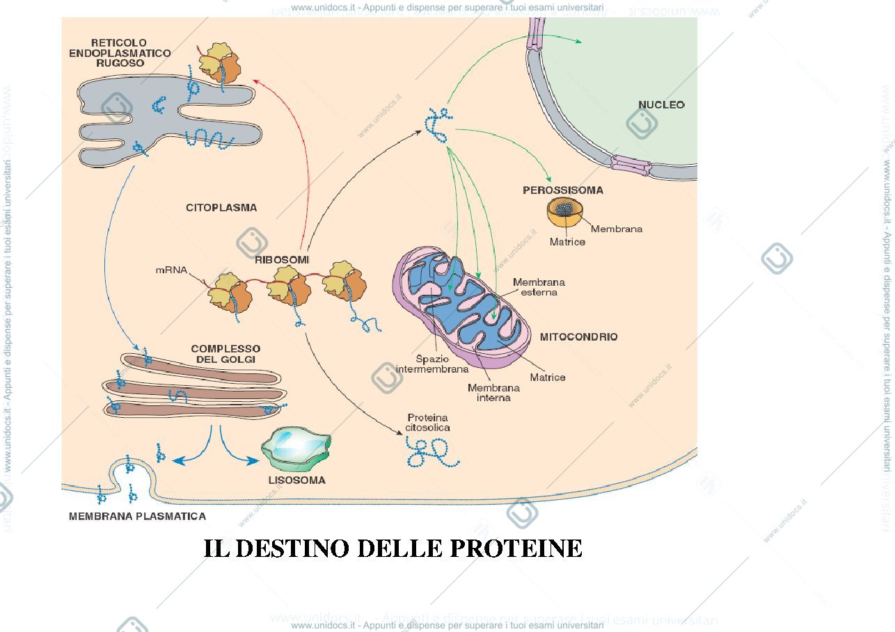 Anteprima pagina 2 — biologia 