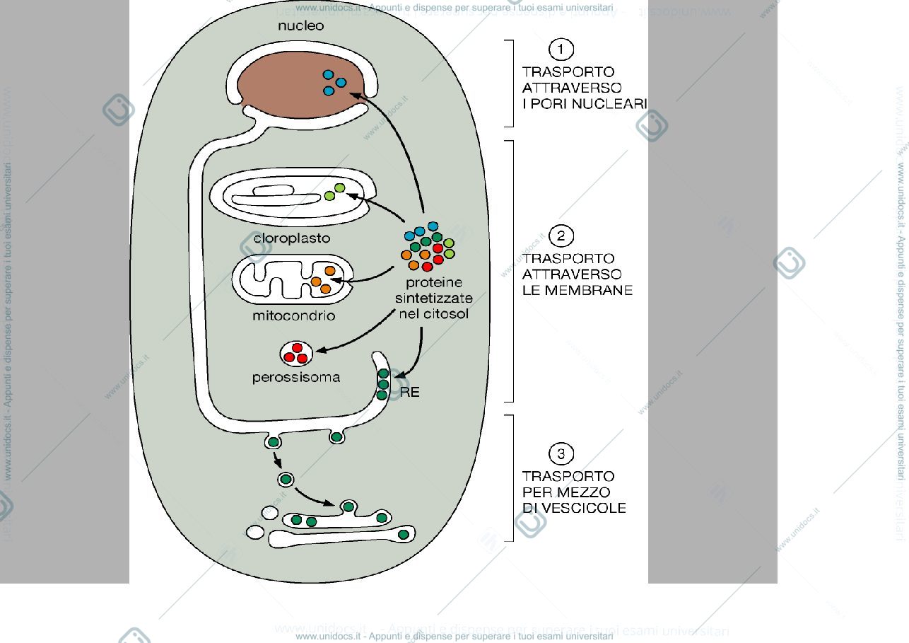 Anteprima pagina 3 — biologia 