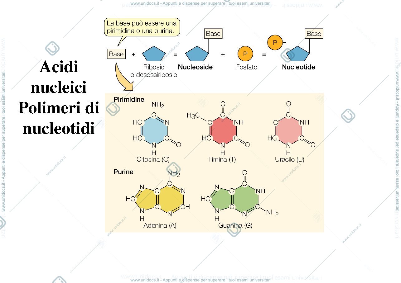 Anteprima pagina 3 — biologia 