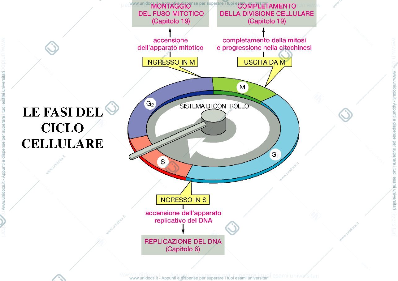 Anteprima pagina 1 — biologia 