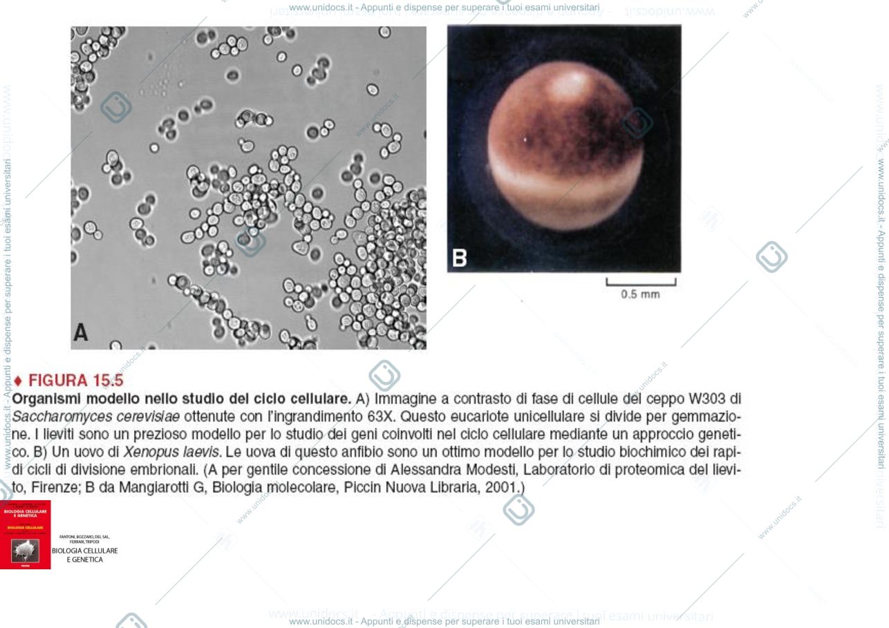 Anteprima pagina 2 — biologia 