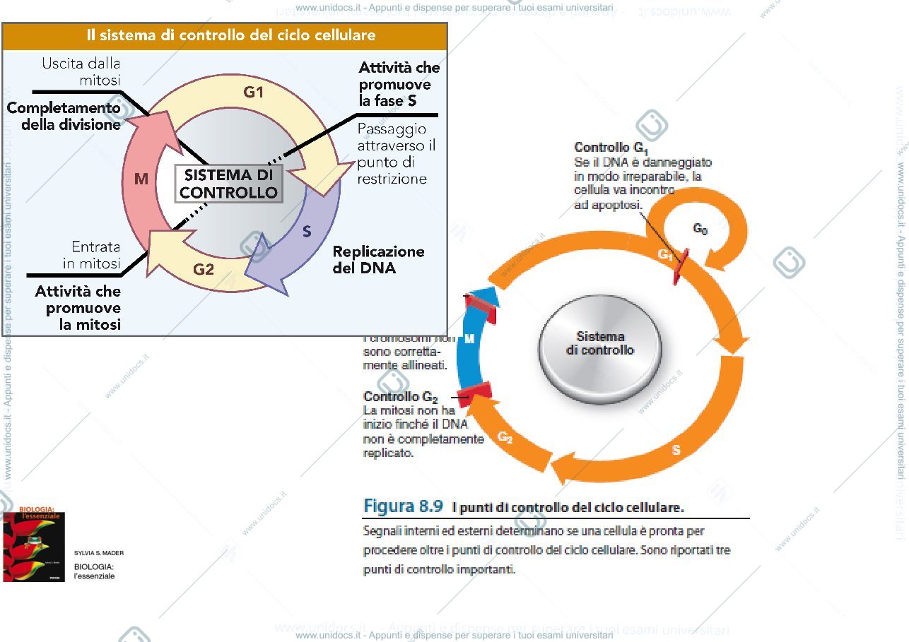 Anteprima pagina 3 — biologia 