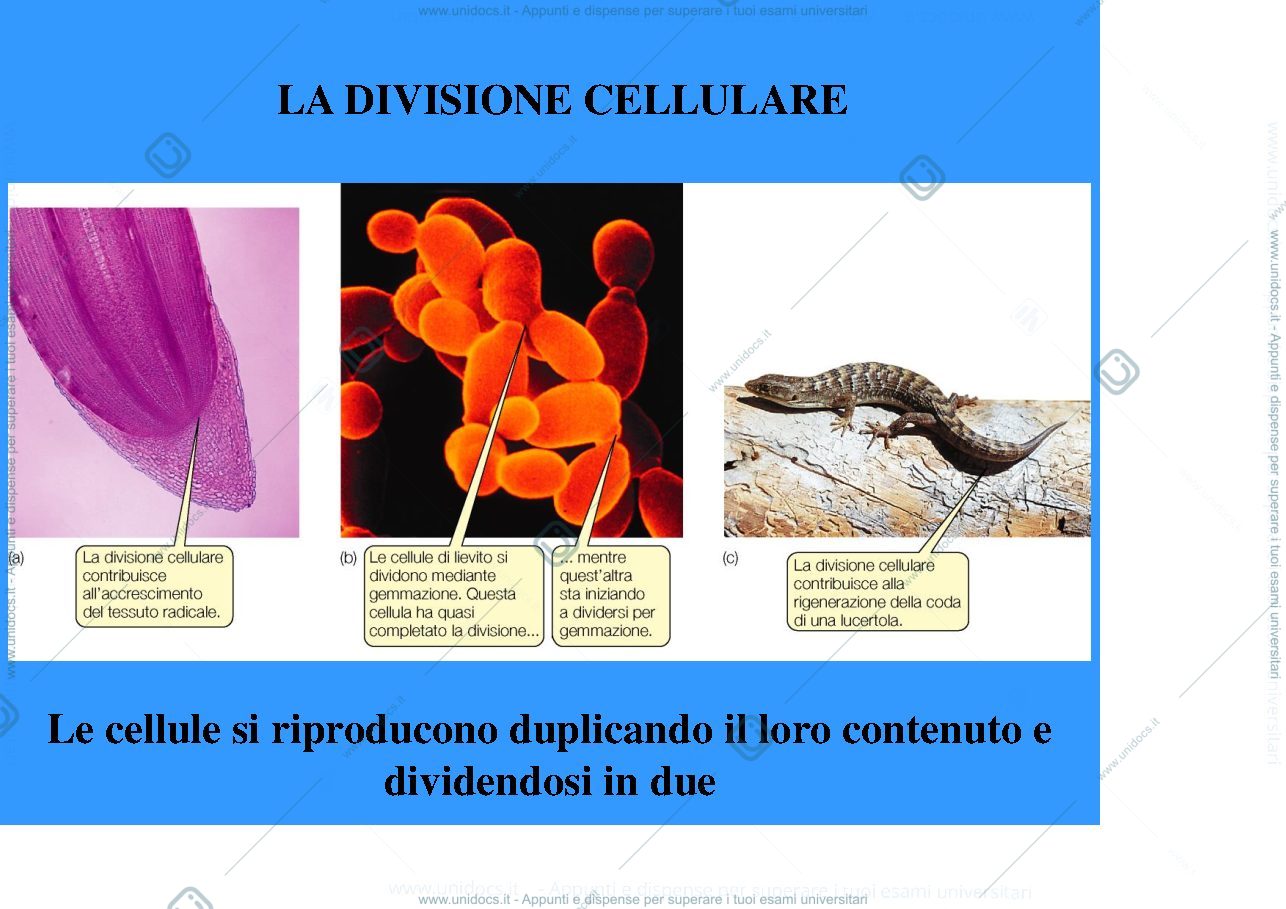 Anteprima pagina 1 — biologia 