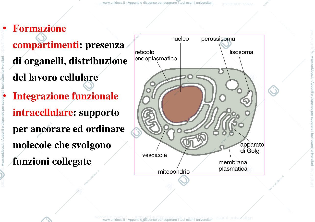 Anteprima pagina 3 — biologia 