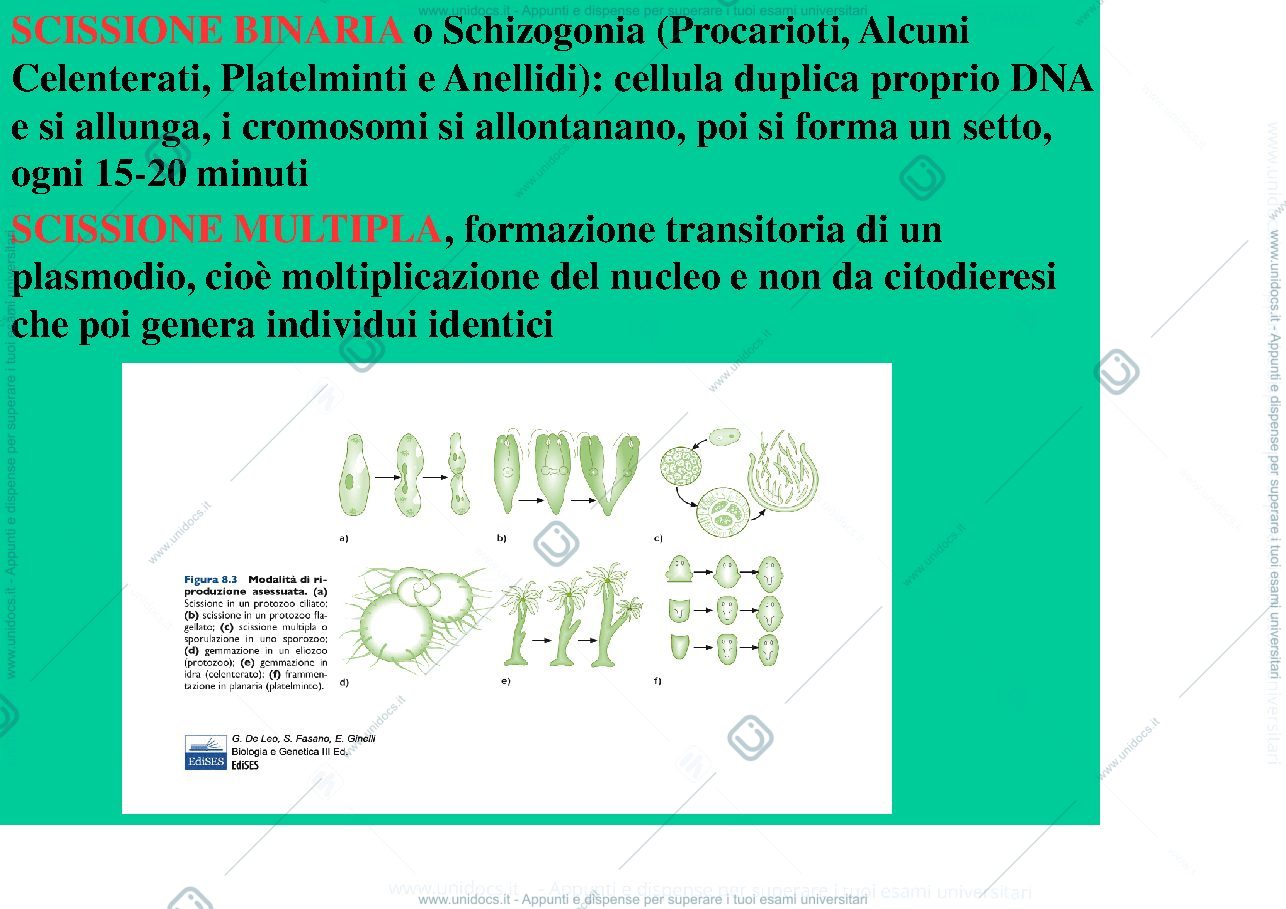 Anteprima pagina 3 — biologia