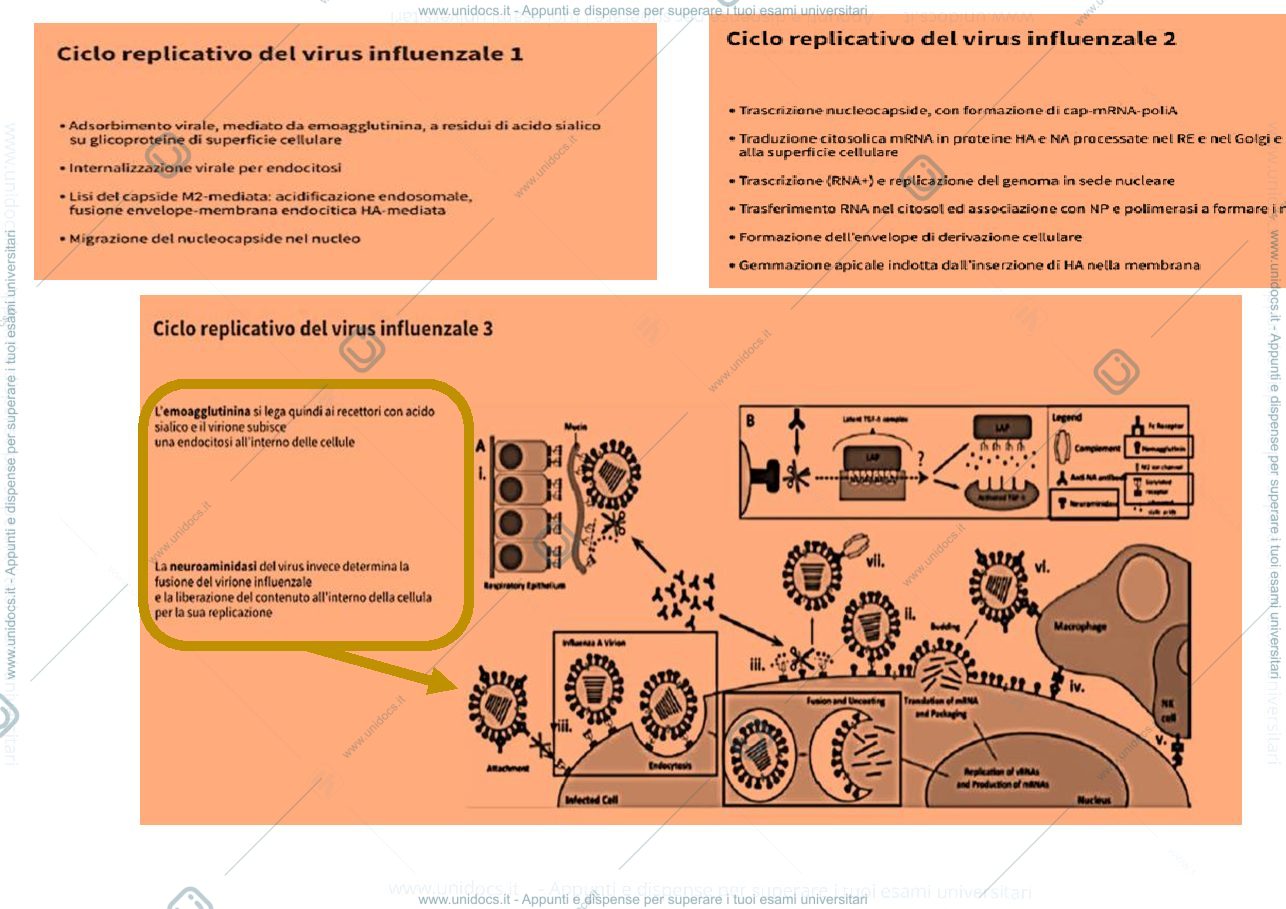 Anteprima pagina 4 — trasmissione aeree e influenza
