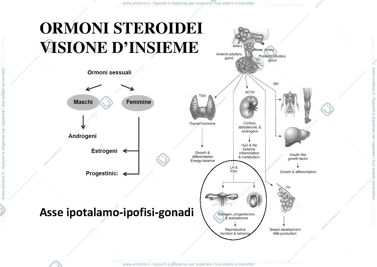 Anteprima pagina 2 — Estrogeni-progestinici