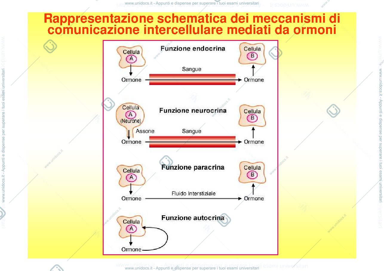 Anteprima pagina 3 — Il Sistema Endocrino