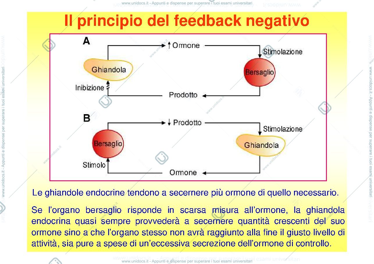 Anteprima pagina 4 — Il Sistema Endocrino