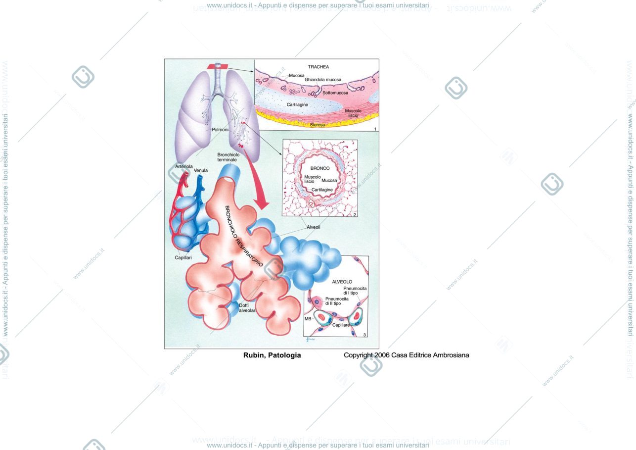 Anteprima pagina 2 — Fisiopatologia Respiratoria