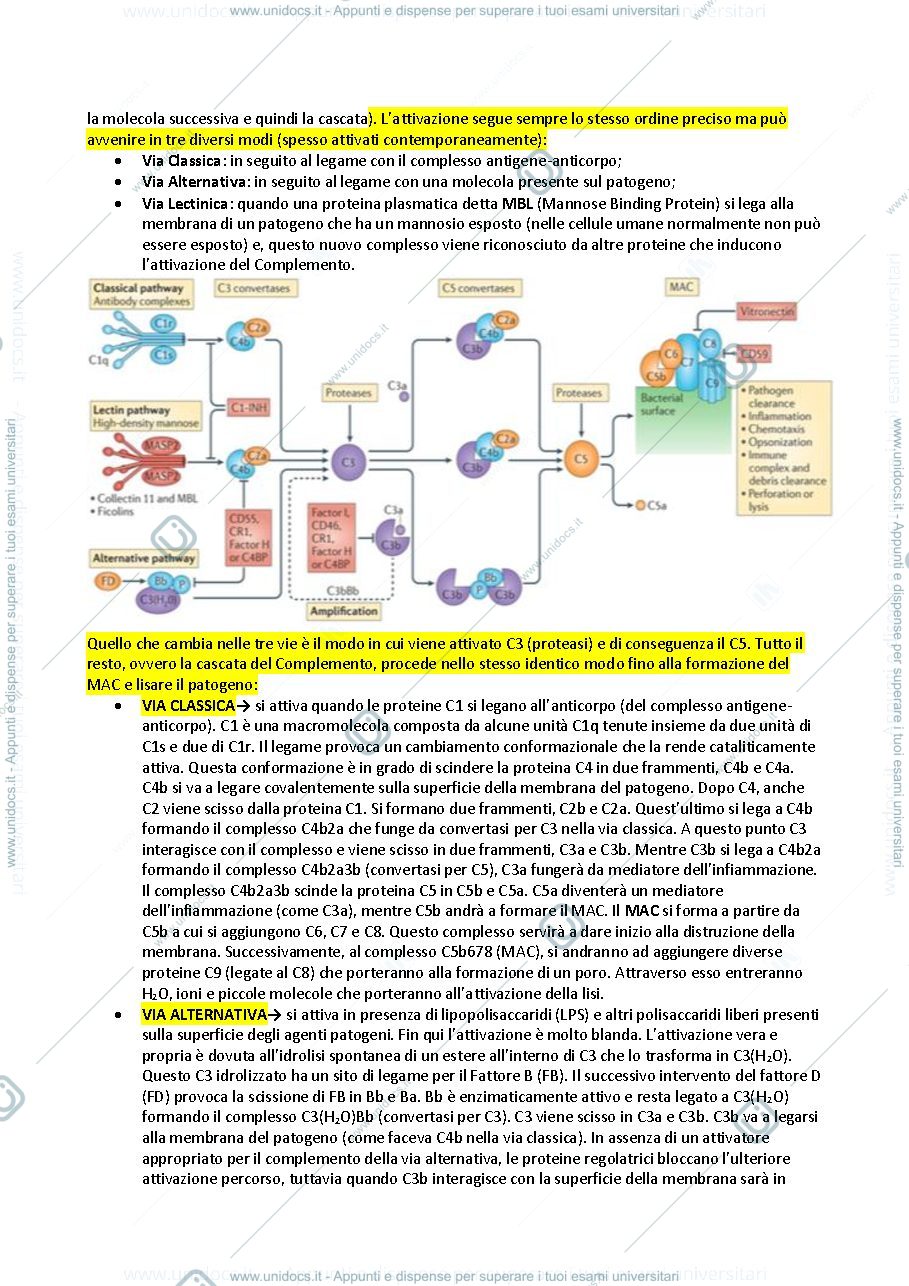 Anteprima pagina 2 — Immunologia e Patologia 