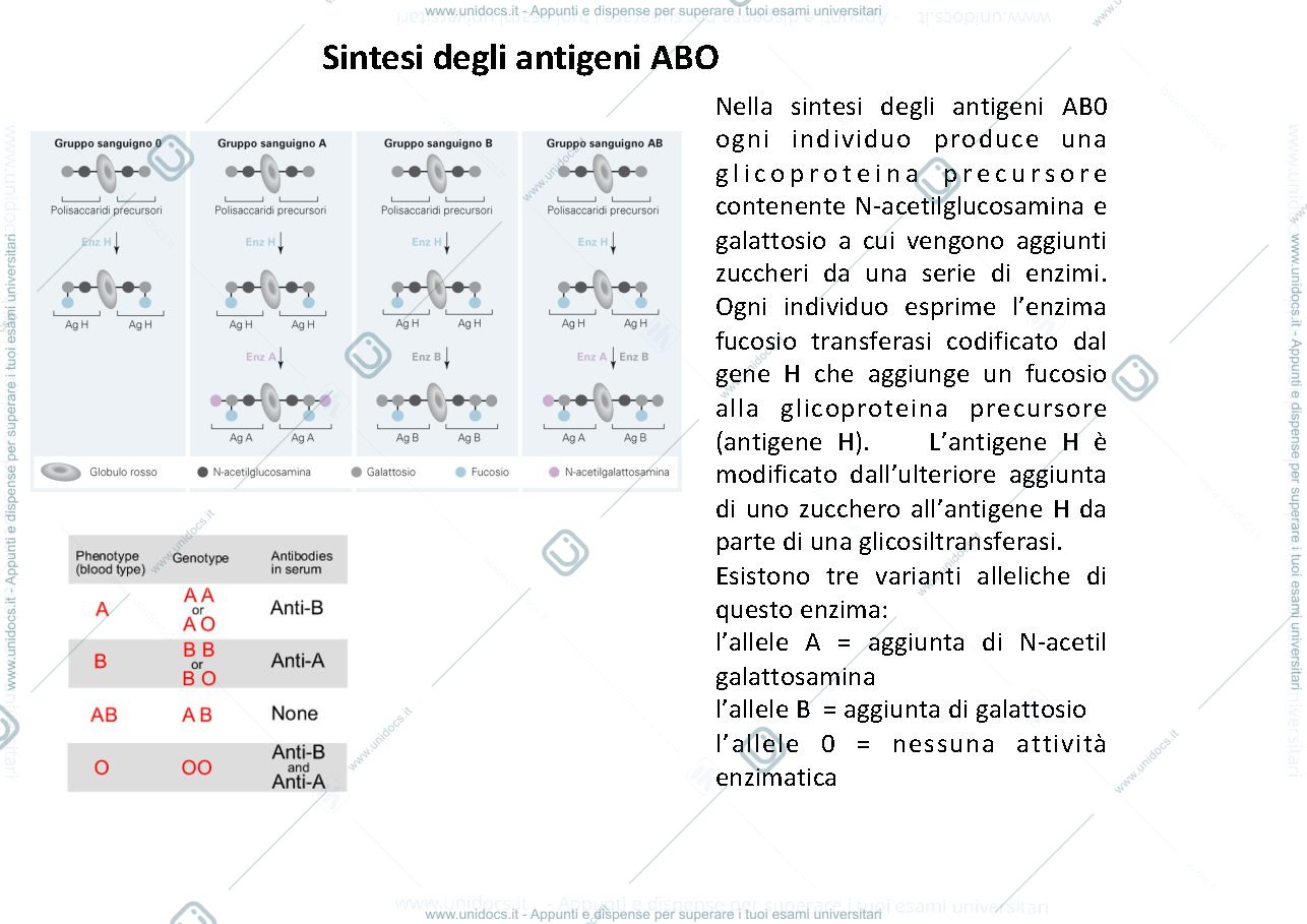 Anteprima pagina 3 — reazioni trasfusionali