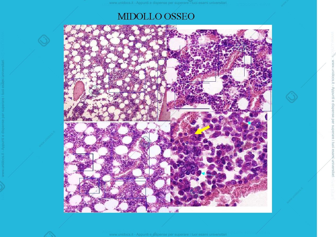 Anteprima pagina 3 — linfoidi