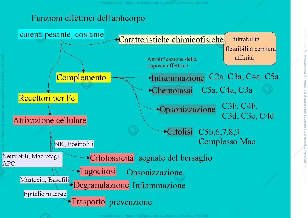 Anteprima pagina 2 — Reazioni effetrici