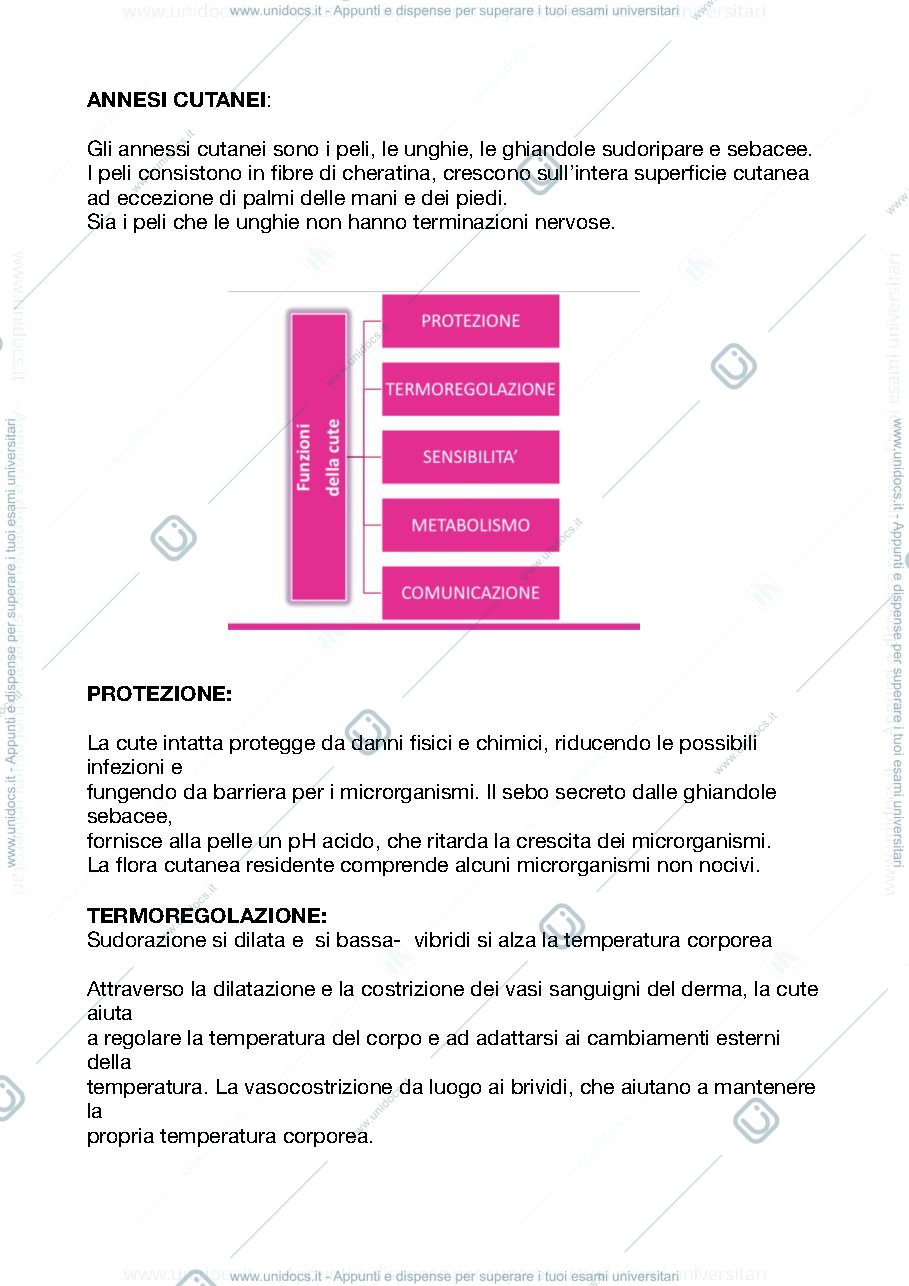 Anteprima pagina 2 — La cute