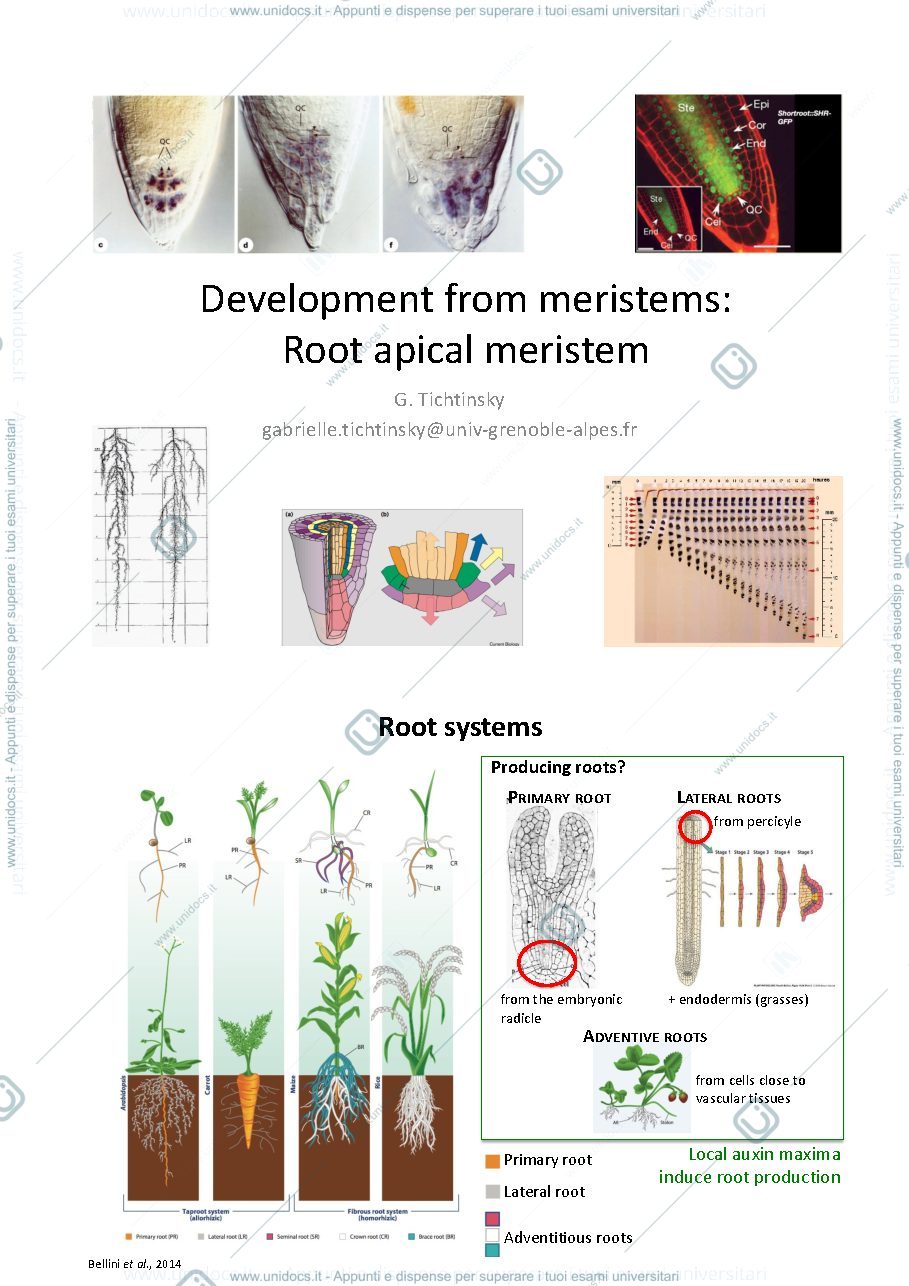 Anteprima pagina 1 — Roots