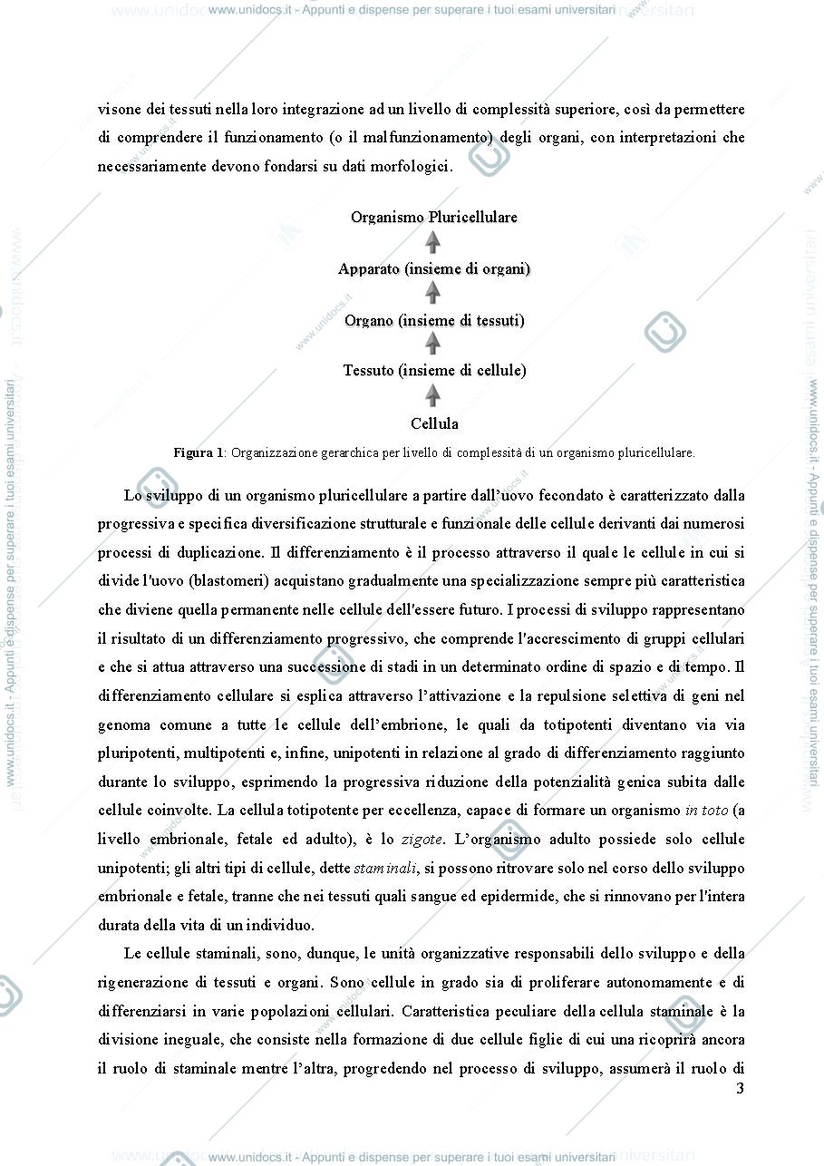 Anteprima pagina 4 — Quaderno di istologia