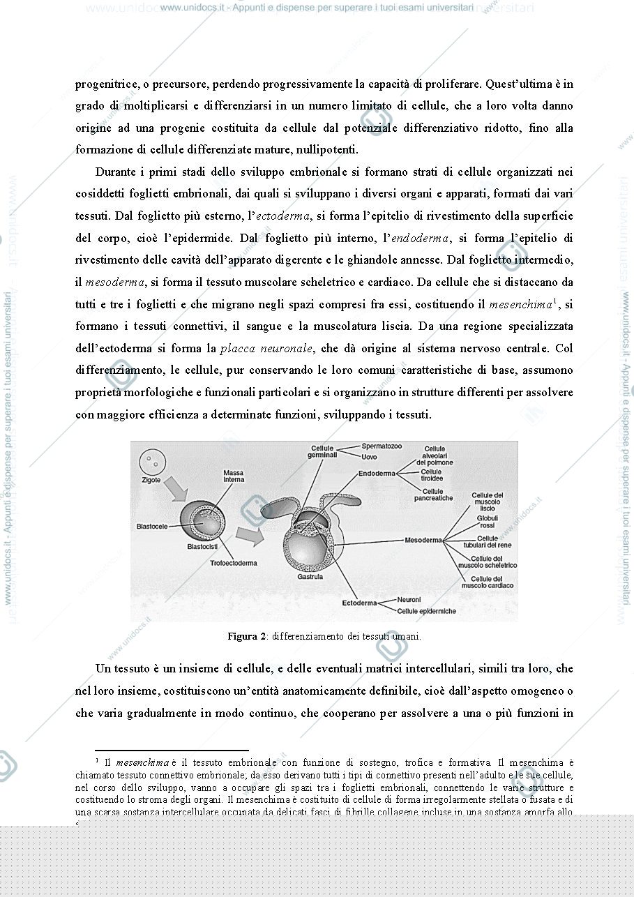 Anteprima pagina 5 — Quaderno di istologia