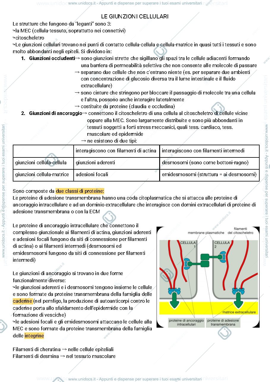 Anteprima pagina 1 — Le giunzioni cellulari 