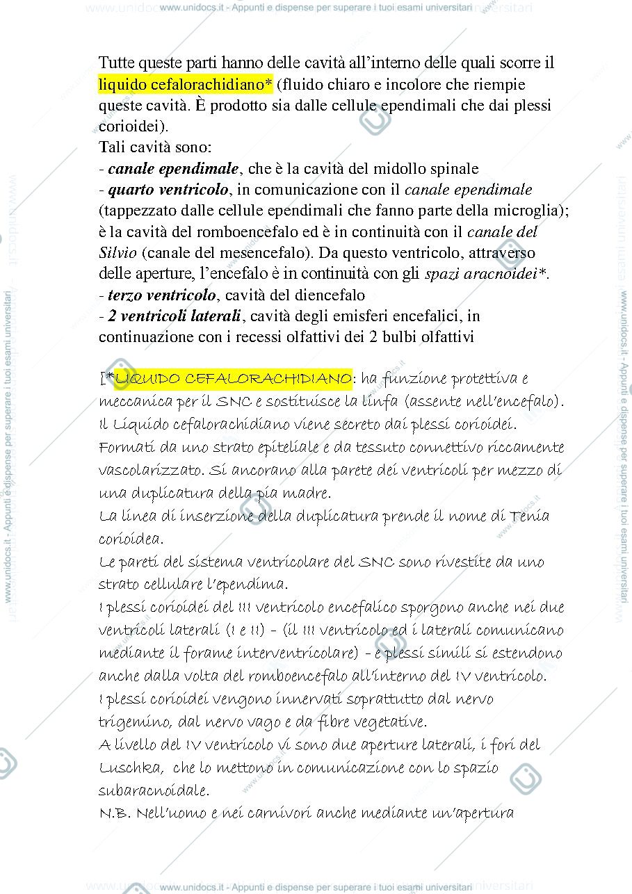 Anteprima pagina 2 — sistema nervoso