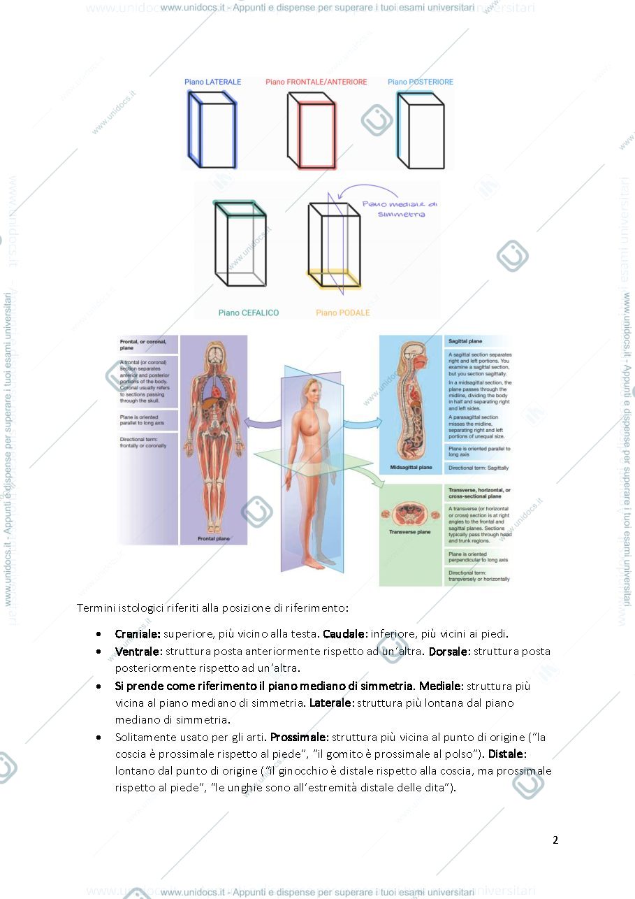 Anteprima pagina 2 — ANATOMIA COMPLETO