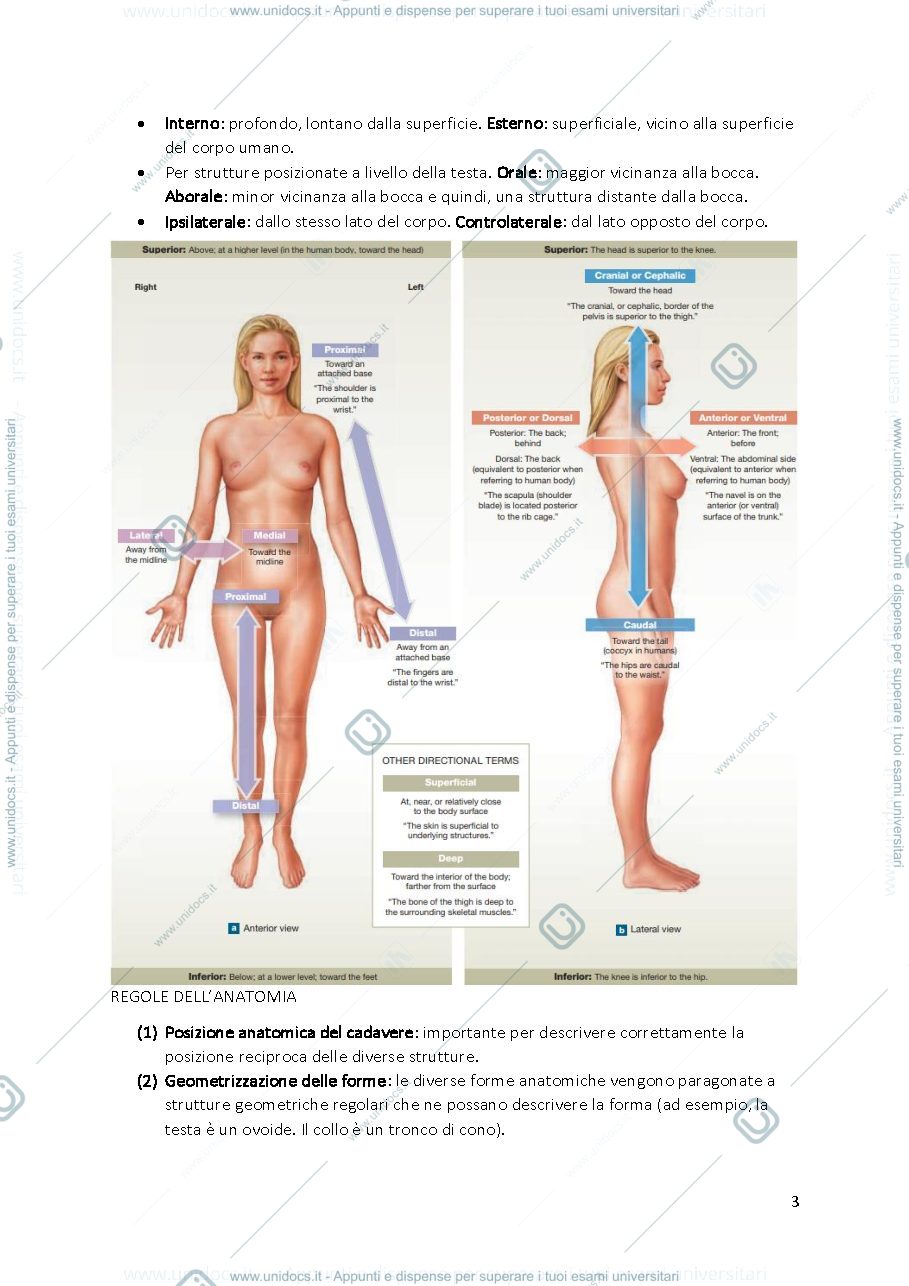 Anteprima pagina 3 — ANATOMIA COMPLETO