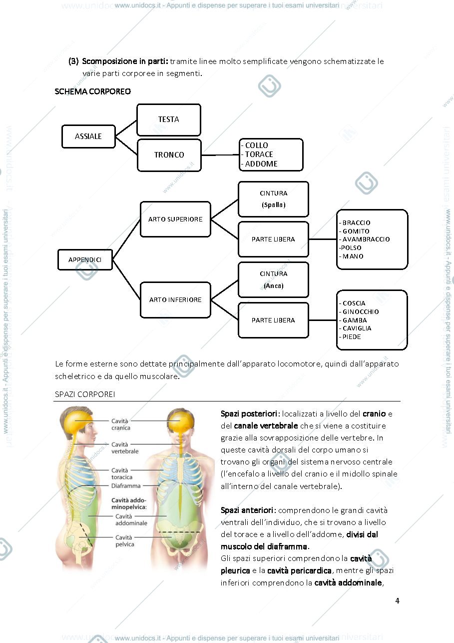 Anteprima pagina 4 — ANATOMIA COMPLETO