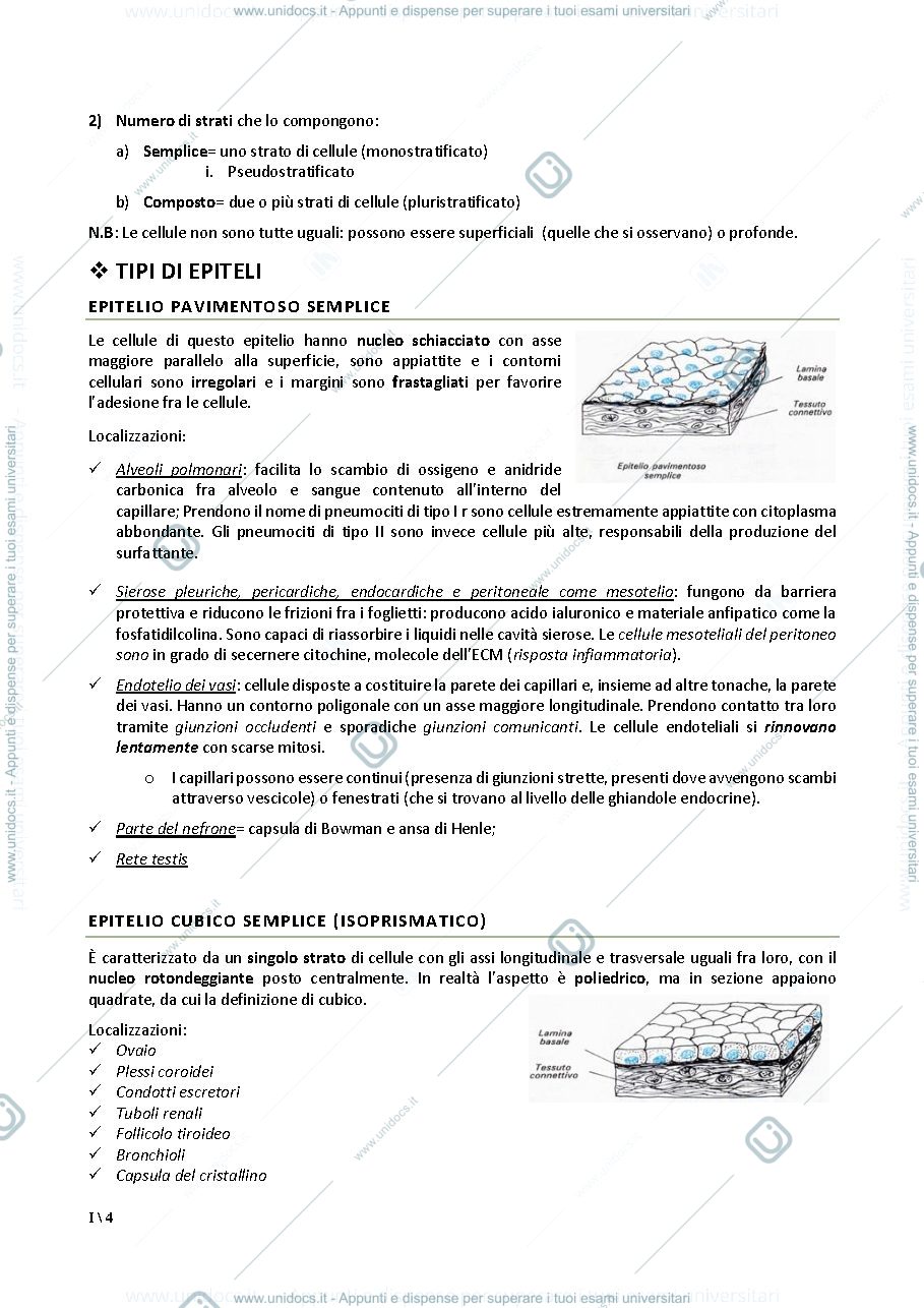 Anteprima pagina 4 — Istologia per le professioni sanitarie
