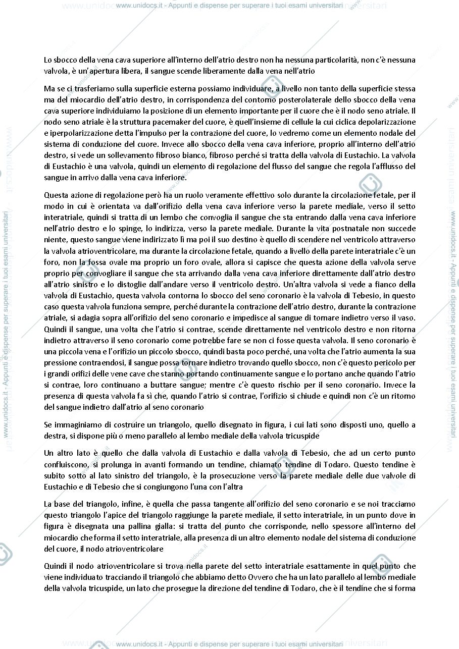 Anteprima pagina 2 — Anatomia umana - Professoressa Michela Ferrucci, sbobinatura lezione del 21 ottobre 2021