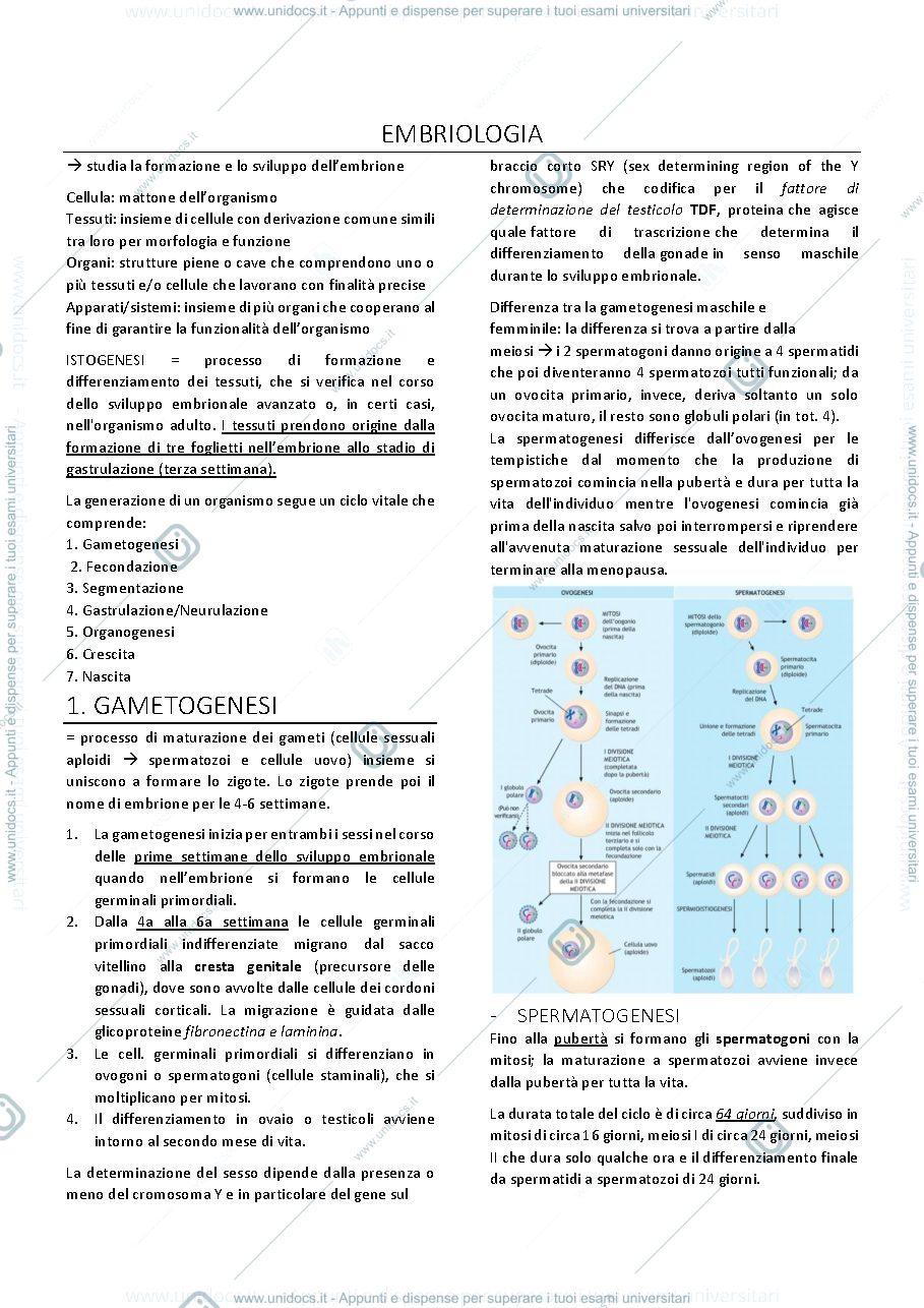 Anteprima pagina 2 — Embriologia
