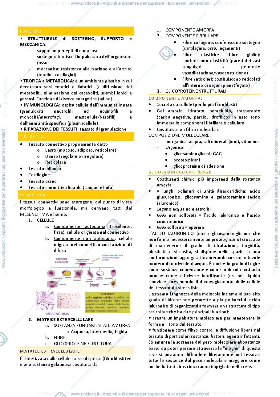 Anteprima pagina 2 — Tessuto connettivo e tessuto connettivo di sostegno