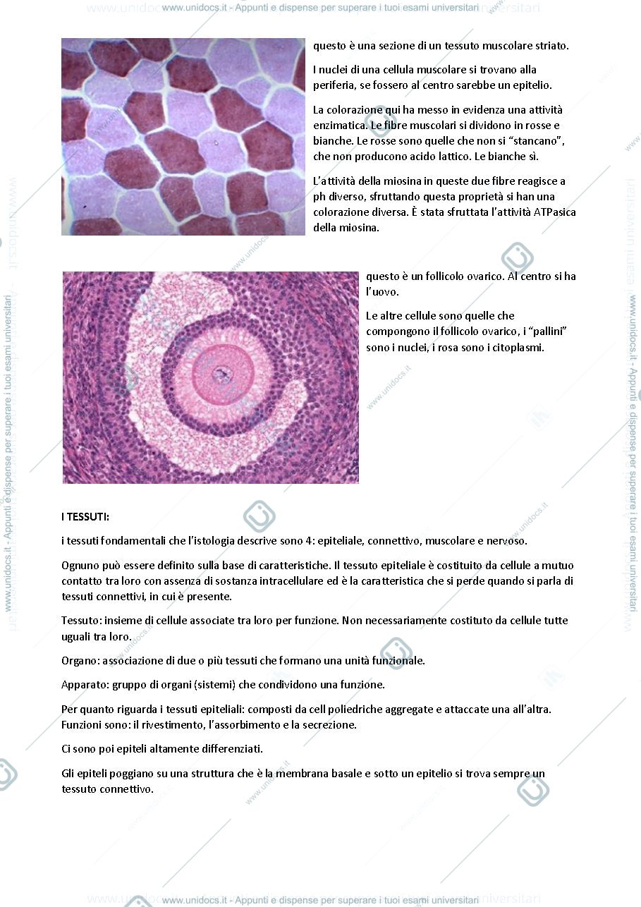 Anteprima pagina 2 — Dispense di Istologia 