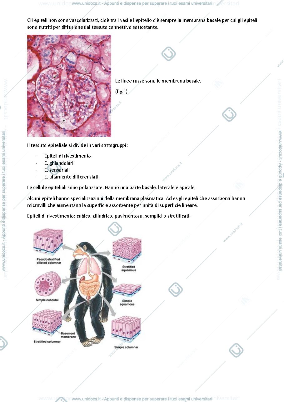 Anteprima pagina 3 — Dispense di Istologia 
