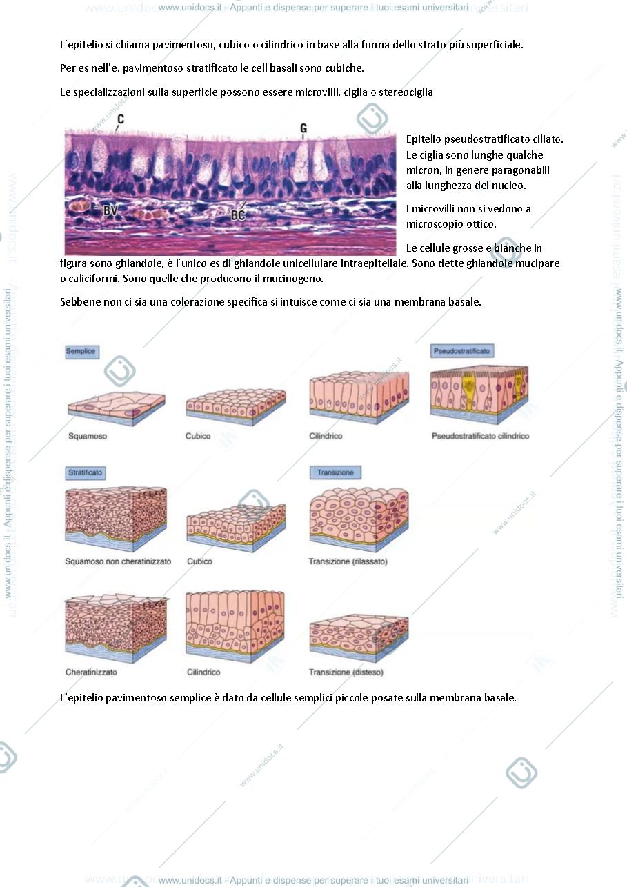 Anteprima pagina 5 — Dispense di Istologia 