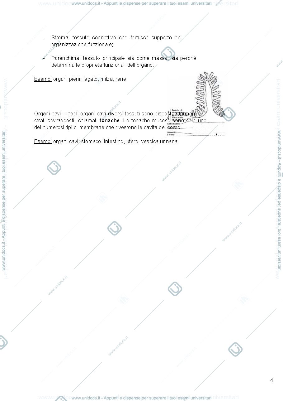 Anteprima pagina 4 — Istologia, Monesi