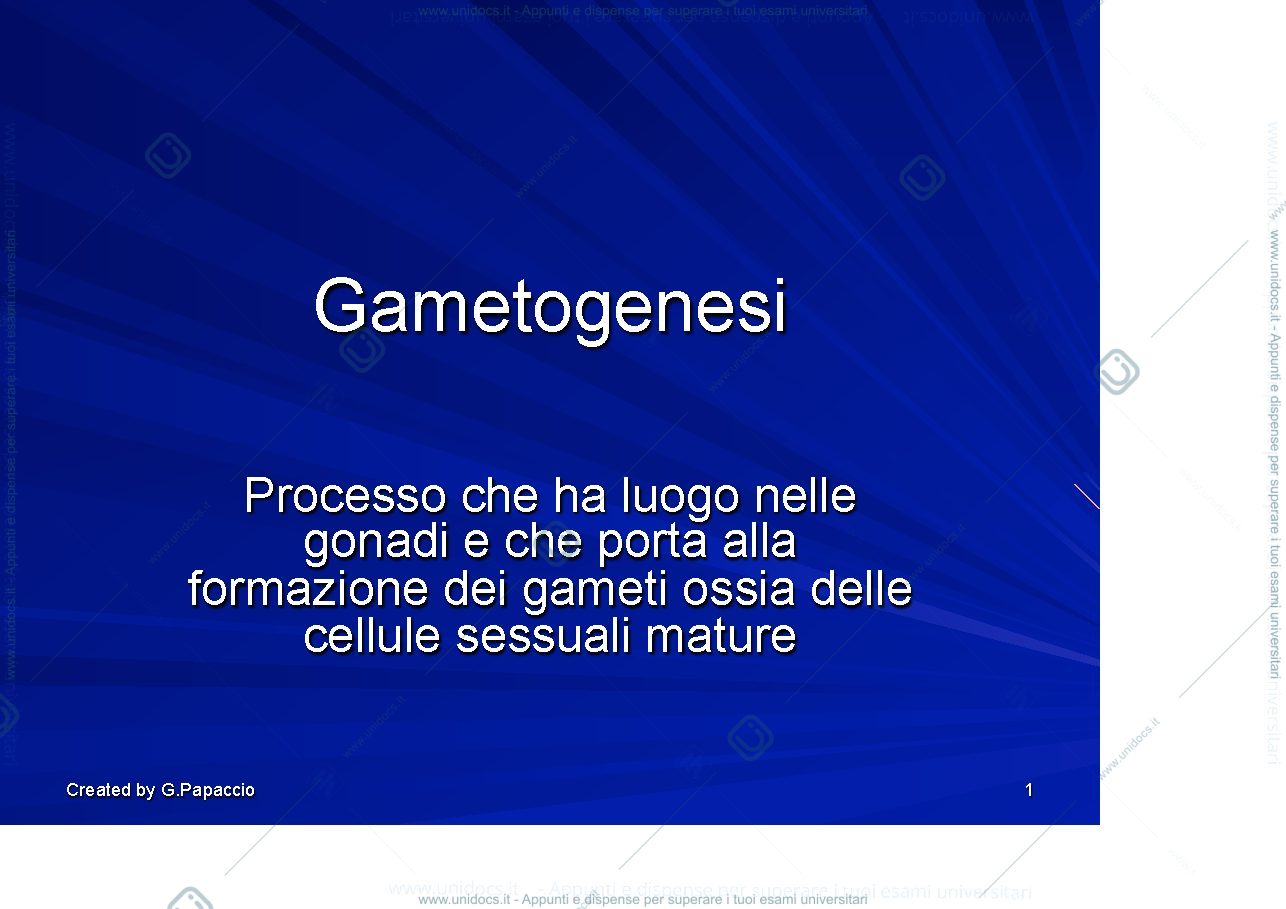 Anteprima pagina 1 — Gametogenesi (spermatogenesi)