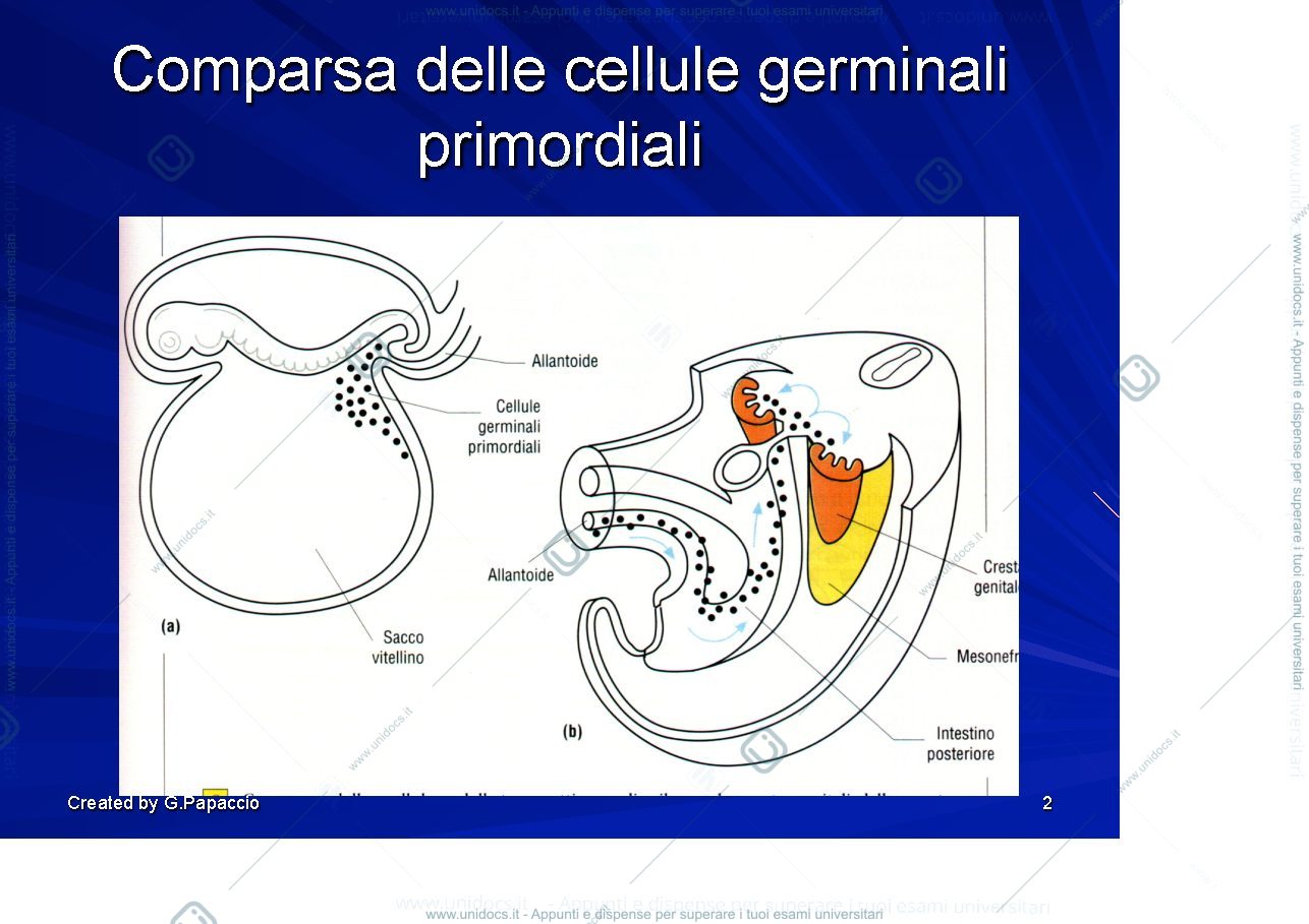 Anteprima pagina 2 — Gametogenesi (spermatogenesi)