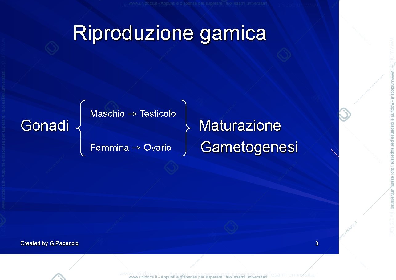 Anteprima pagina 3 — Gametogenesi (spermatogenesi)