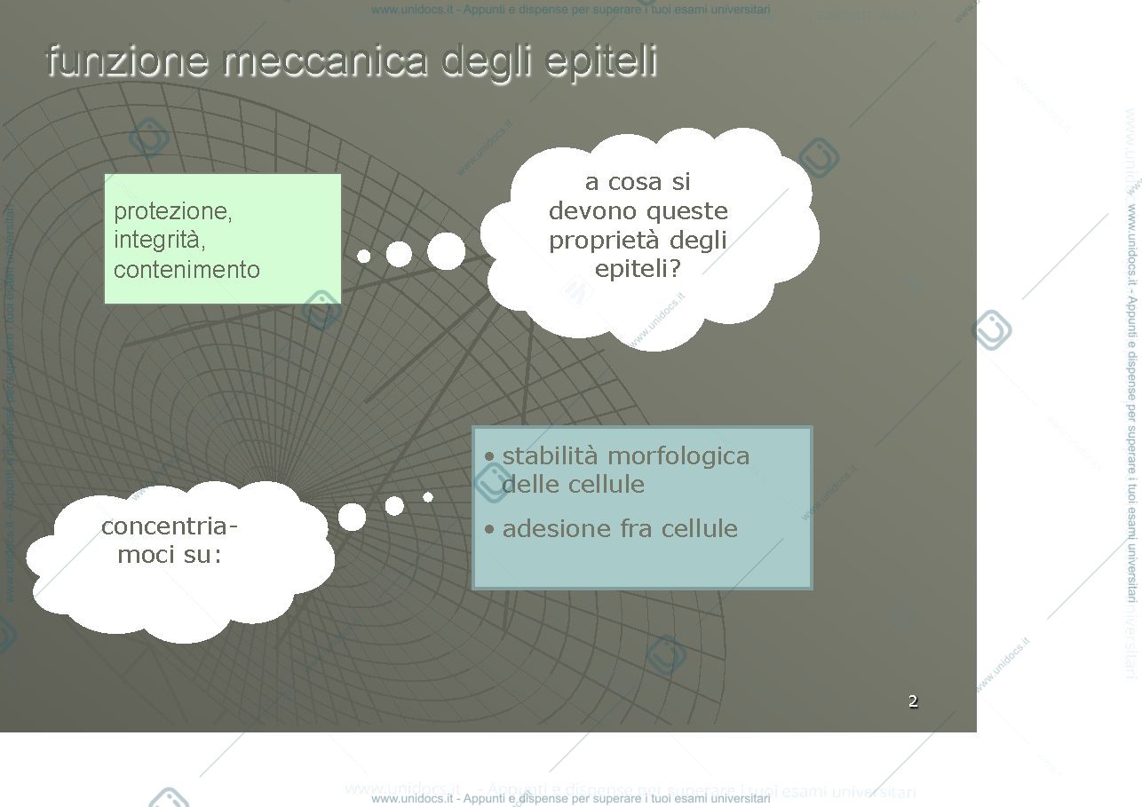 Anteprima pagina 2 — Differenziazioni e giunzioni